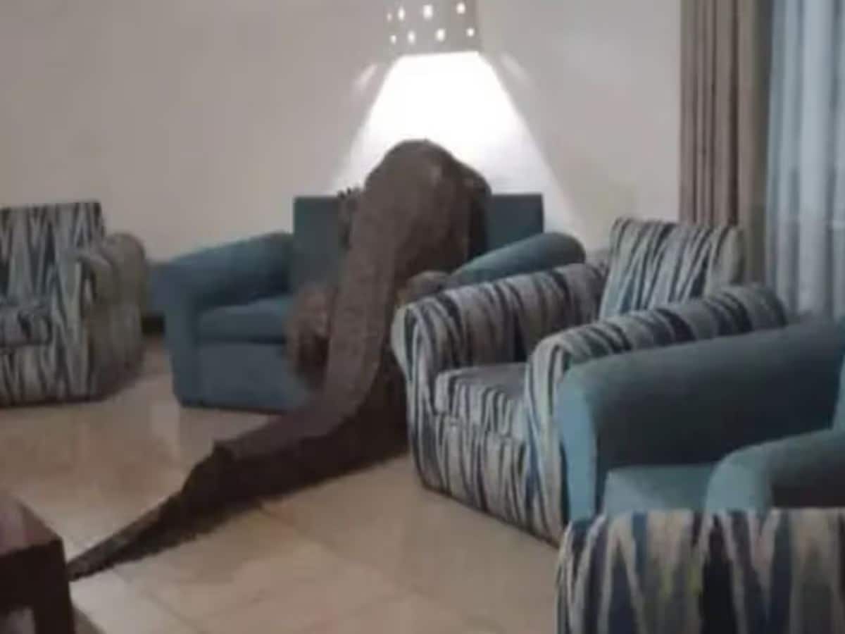 रेस्त्रां में खा रहे थे लोग, तभी आ गया 12 फीट का मेहमान! देखते ही मच गई चीख-पुकार