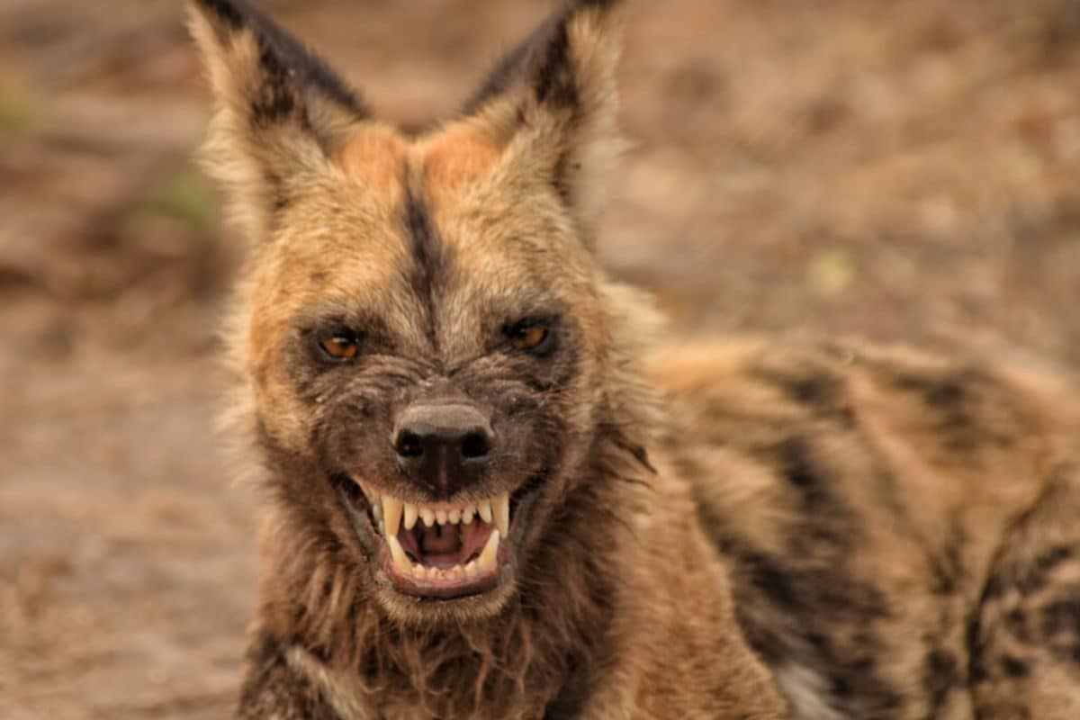 कुत्ते ही नहीं बल्कि ये 5 जानवर भी करते हैं भौं-भौं! नाम सुन नहीं होगा यकीन