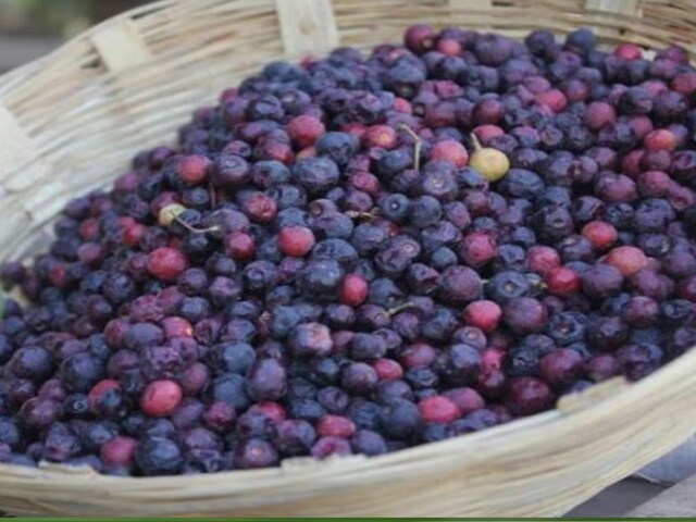 बाजार में सिर्फ 40 दिन के लिए मिलता है यह फल, मटर जितना साइज और स्वाद जबरदस्त