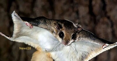 गरियाबंद में दिखी उड़ने वाली गिलहरी, उदंती सीता नदी टाइगर रिजर्व का नजारा वायरल.