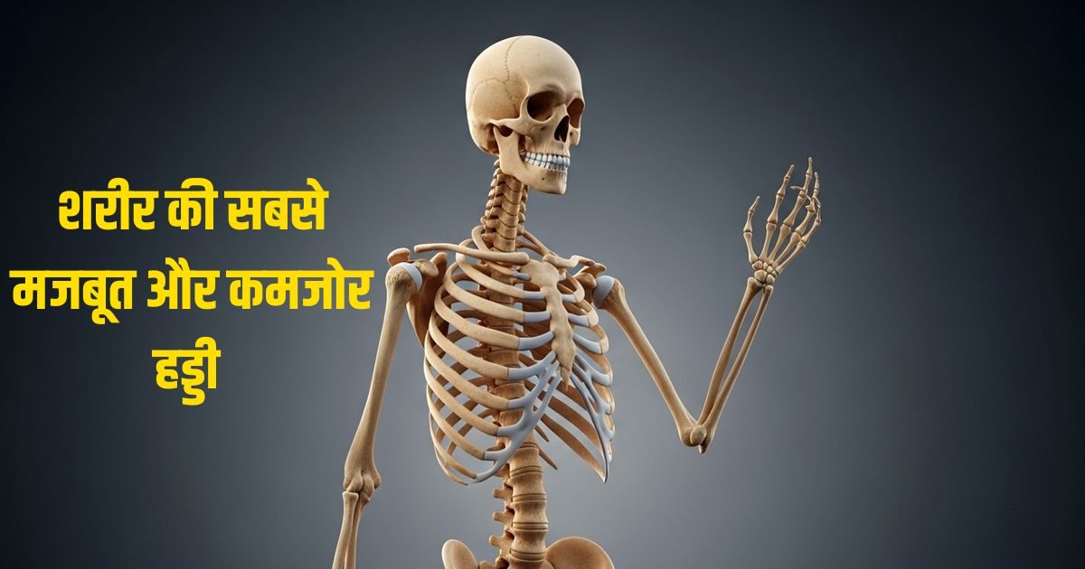 शरीर में सबसे मजबूत और कमजोर हड्डी कौन सी होती है? टूट गई तो पूरी जिंदगी तहस..
