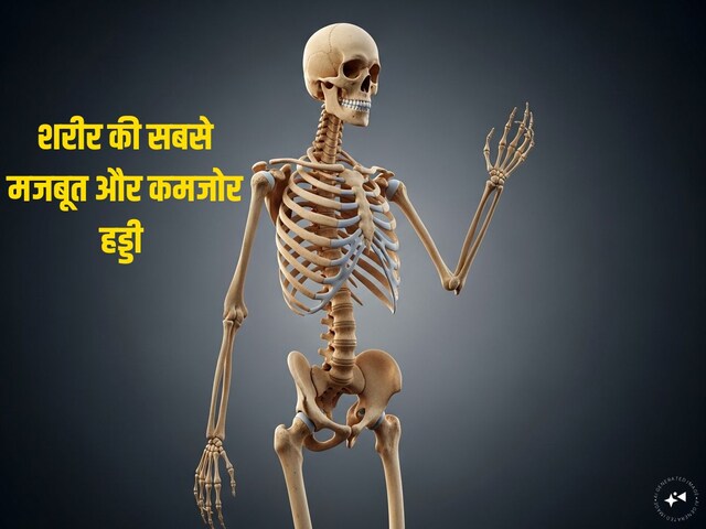 शरीर में सबसे मजबूत और कमजोर हड्डी कौन सी होती है? टूट गई तो पूरी जिंदगी तहस..