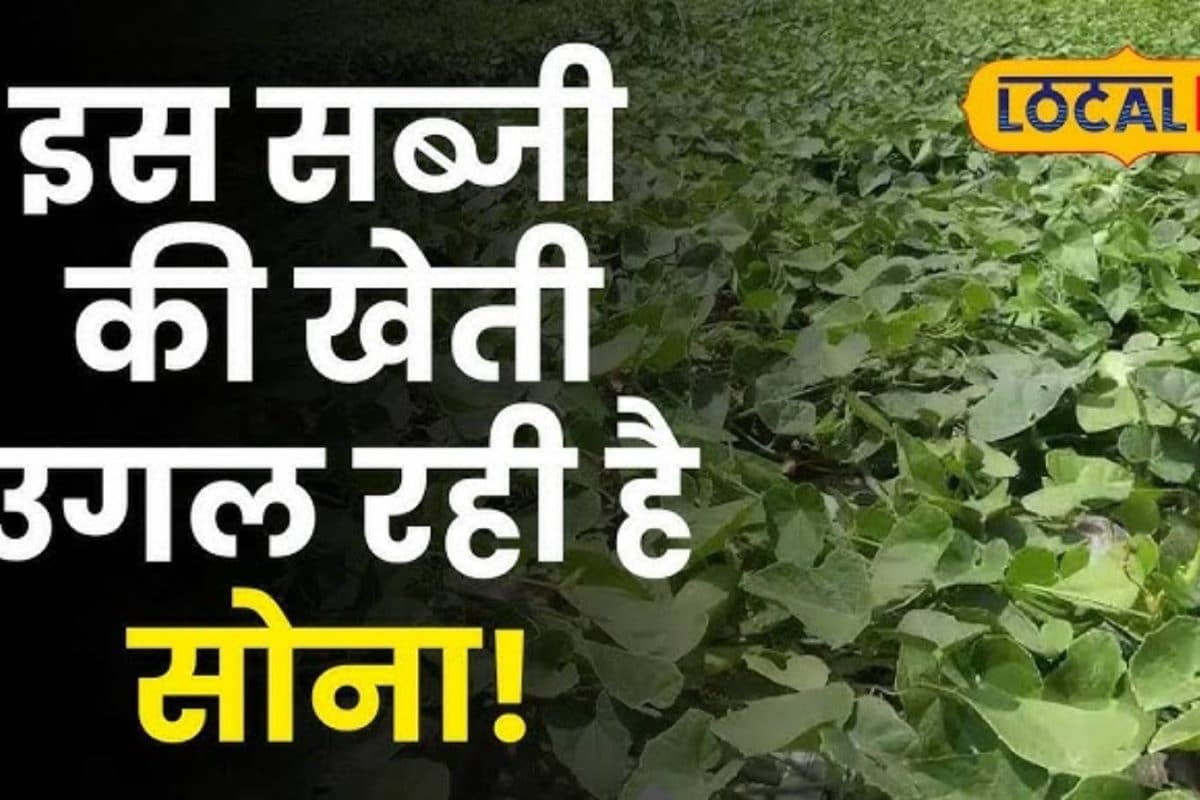 Pointed Gourd Cultivation: फायदे का सौदा साबित हो रही परवल की खेती, इस विधि से मिलेगा बंपर उत्पादन