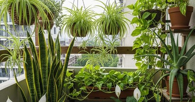 कम धूप वाली बालकनी के लिए बेस्ट इंडोर पौधे