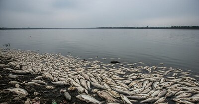 स्वर्णरेखा नदी में हजारों मछलियों मर गईं. (AI Generated Image)