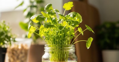 पानी में धनिया उगाने का तरीका