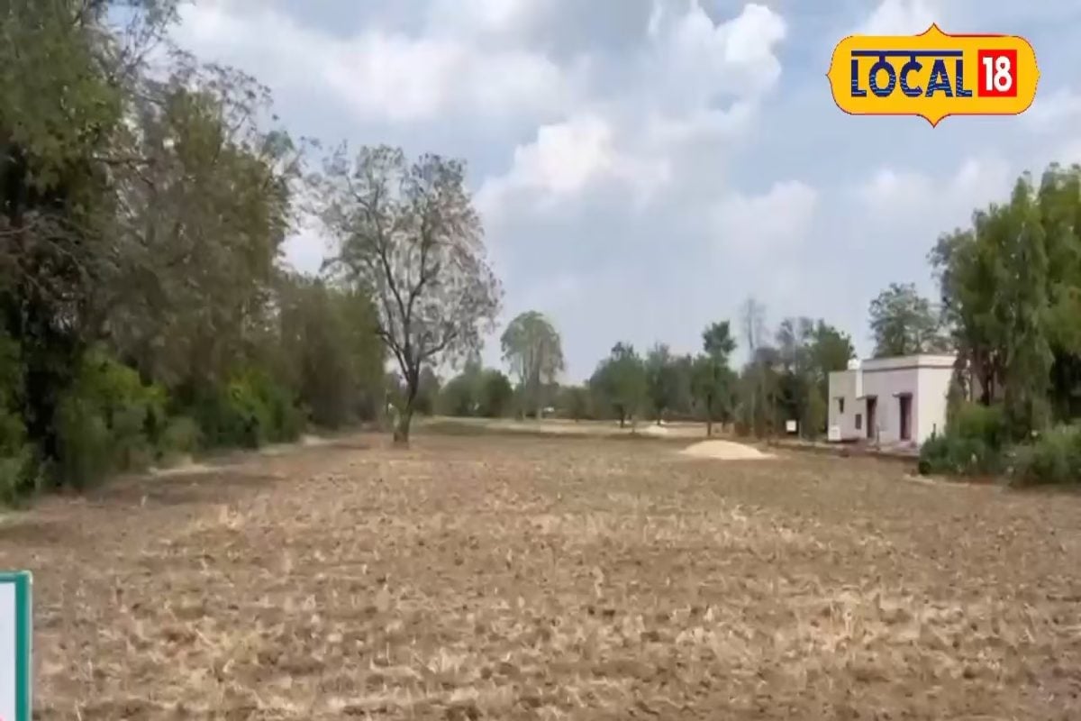 Agriculture News: खाली खेत न छोड़ें! कटाई के बाद अपनाएं ये तरीका, बढ़ेगी पैदावार और होगा जबरदस्त मुनाफा