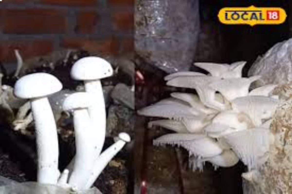 Mushroom ki Kheti : गर्मी में खाली मत बैठिए, ऑयस्टर और मिल्की मशरूम की करें खेती, किसानों की बढ़ेगी आमदनी!