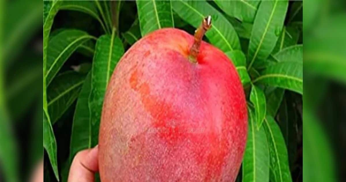 ये है दुनिया का सबसे महंगा आम, 1 किलो की कीमत में आ जाएगी महंगी बाइक