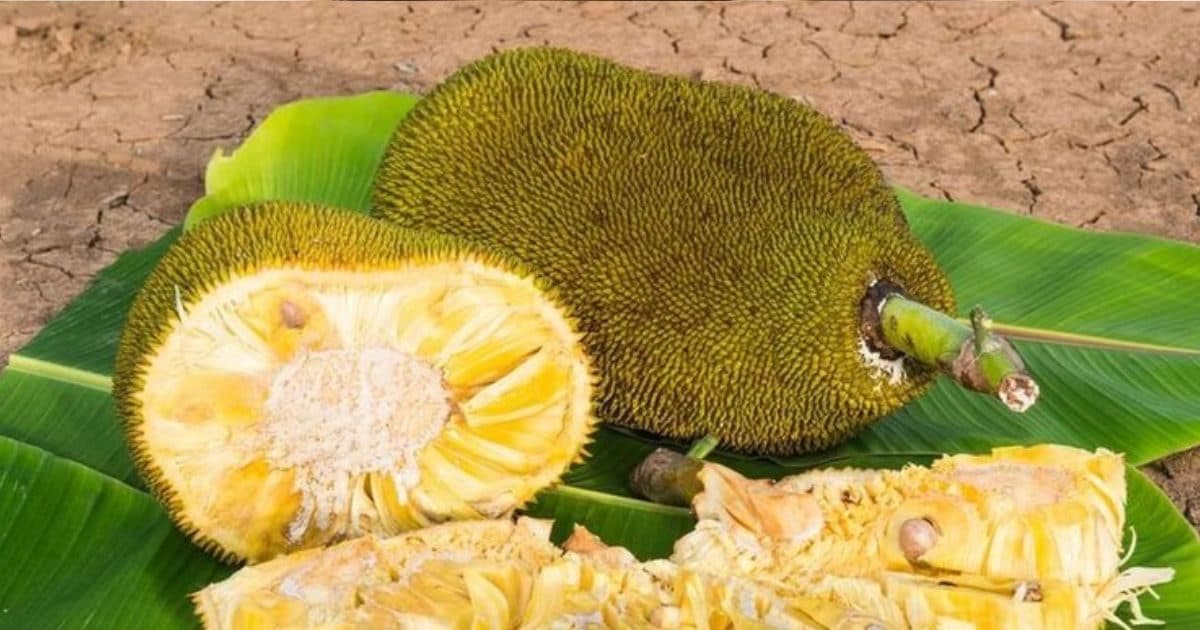 ऐसे लोगों के लिए कटहल खाना नुकसानदायक ! स्वाद के चक्कर में हो जाएगा बुरा हाल