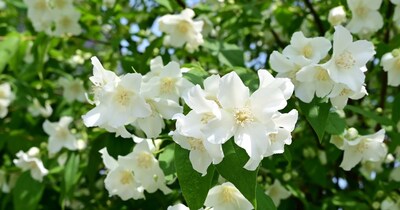 तुमच्या बाल्कनीमध्ये सुगंधी चमेली वाढवा: घराला सुगंधित करण्यासाठी सोप्या टिप्स