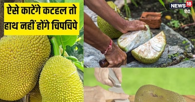 कटहल काटने का सही तरीका यहां जान लें.