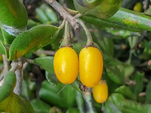 अप्रैल से जून तक ही मिलता ये अनोखा फल, बस इसी 2 महीने तक बाजार में आता है...