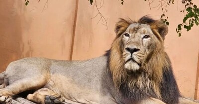 शिंबा और सुल्तान के लिए दुल्हन की तलाश.