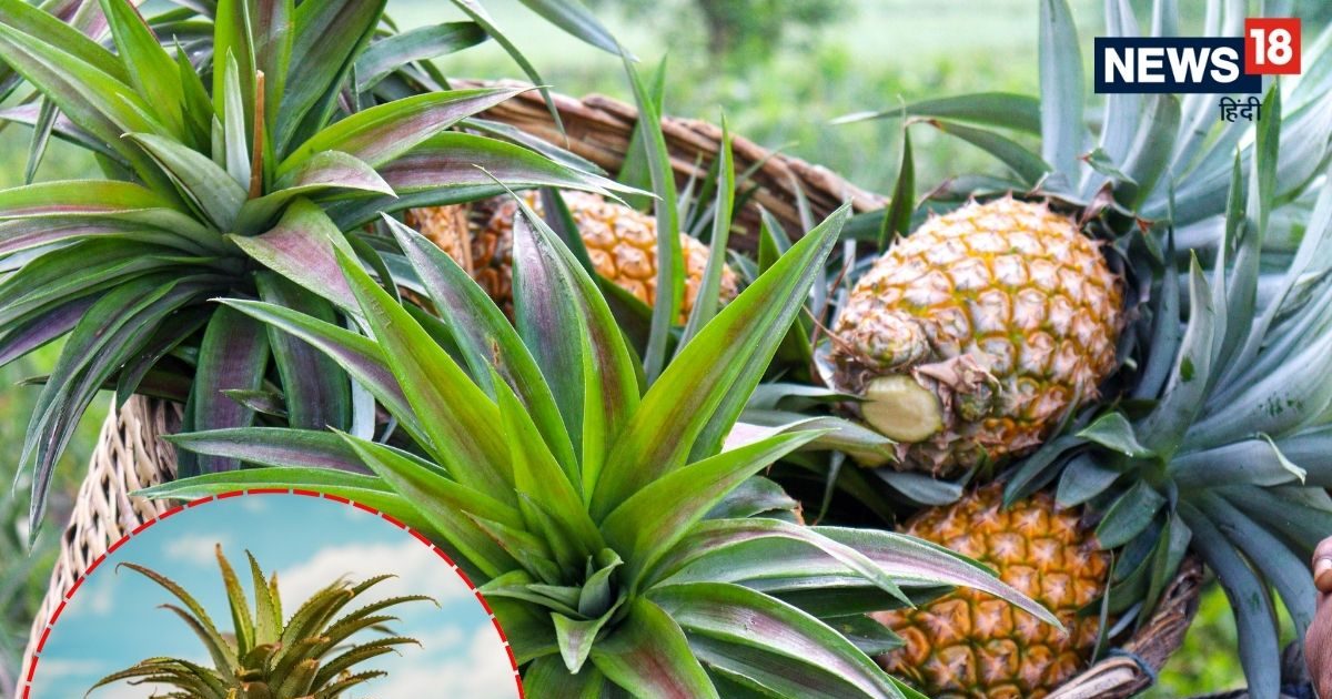 फेंकने के बजाय अनानास के क्राउन को ऐसे लगाएं गमले में, घर में होगा रसीला फल