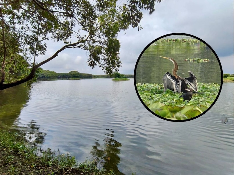 अलीगढ़ अब तक अपने ताले और मशहूर तालीम (AMU) के लिए जाना जाता था, लेकिन शेखा झील ने इसे एक नई पहचान दी है. अगर आप शहर की भागदौड़ और शोर-शराबे से दूर शांति के कुछ पल बिताना चाहते हैं, तो यह झील आपके लिए जन्नत से कम नहीं है. सुबह के वक्त जब सूरज की पहली किरण झील के पानी पर पड़ती है और हजारों पक्षी एक साथ चहचहाते हैं, तो उस नजारे को शब्दों में बयां करना मुश्किल है.