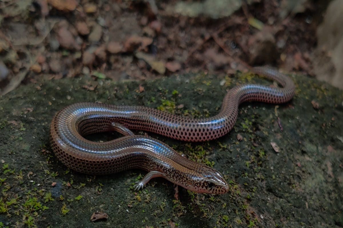 कभी देखी है 'सांप की मौसी'? आपके आसपड़ोस में आ जाएगी नजर, देखते ही डर जाते हैं बच्चे