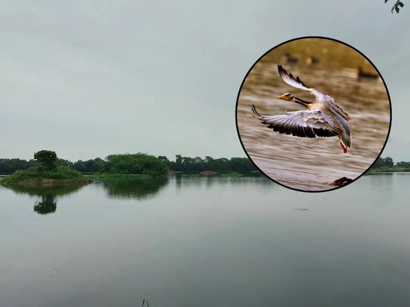 यहां आने का सबसे शानदार समय नवंबर से फरवरी के बीच होता है. क्योंकि तब यहां आपको हजारों प्रवासी पक्षी देखने को मिलते है. लेकिन आप यहां कभी भी जा सकते हैं क्योंकि पक्षियों के अलावा भी आपको बहुत कुछ देखने को मिलेगा. पर्यटकों की सुविधा के लिए सर्दियों में यह सुबह 10 बजे से शाम 5 बजे तक खुली रहती है, जबकि गर्मियों में सुबह 9 बजे से ही एंट्री शुरू हो जाती है. सबसे अच्छी बात यह है कि भारतीय नागरिकों के लिए यहां टिकट मात्र 30 रुपये है, जो इसे एक बहुत ही किफायती पिकनिक स्पॉट बनाती है. जबकि विदेशी सैलानियों के लिए यह शुल्क 350 रुपये है.