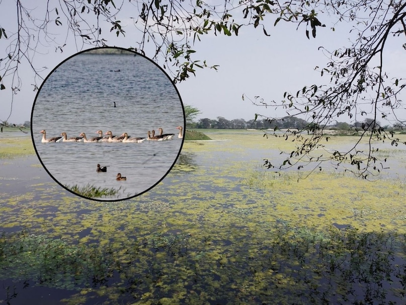 अगर आप शेखा झील घूमने का मन बना रहे हैं, तो एक बात का खास ख्याल रखें कि यह पक्षी विहार हफ्ते में केवल 6 दिन ही खुलता है. हर सोमवार को इसे पर्यटकों के लिए बंद रखा जाता है ताकि यहां रहने वाले पक्षियों को भी थोड़ा एकांत मिल सके और झील के रखरखाव का काम किया जा सके. इसलिए अपनी यात्रा की योजना सोमवार को छोड़कर किसी भी दिन बनाएं.