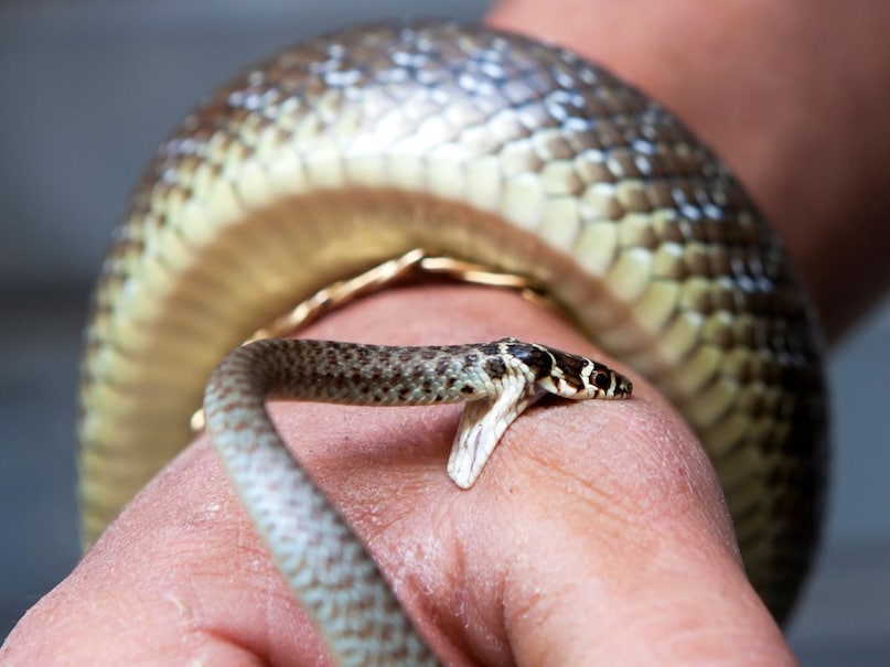 सांप के काटने पर सबसे पहले घाव को ध्यान से देखें. जहरीले सांप के काटने में अक्सर दो गहरे फंग मार्क्स (दांत के निशान) दिखते हैं. जबकि गैर-जहरीले सांप के काटने में छोटे-छोटे कई दांतों के निशान U आकार में होते हैं. लिहाजा दो गहरे गोल बिंदी जैसे निशानों पर गौर करें. साथ ही अगर घाव में तेज दर्द, सूजन या खून निकल रहा है तो समझ लें कि जहरीले सांप ने काटा है. 