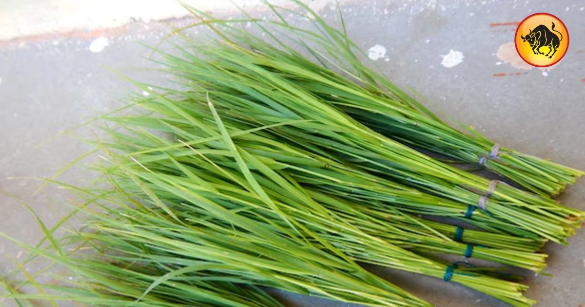 ये हरी घास आज वृषभ राशि वालों के लिए बनेगी किस्मत की चाभी! बंद भाग्य खुलेंगे