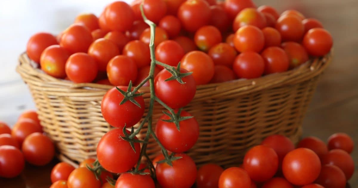अमेरिका में 1 किलो टमाटर की कीमत क्या है? जानकर सिर पकड़ लेंगे आप, अपने यहां भर जाएगा थैला