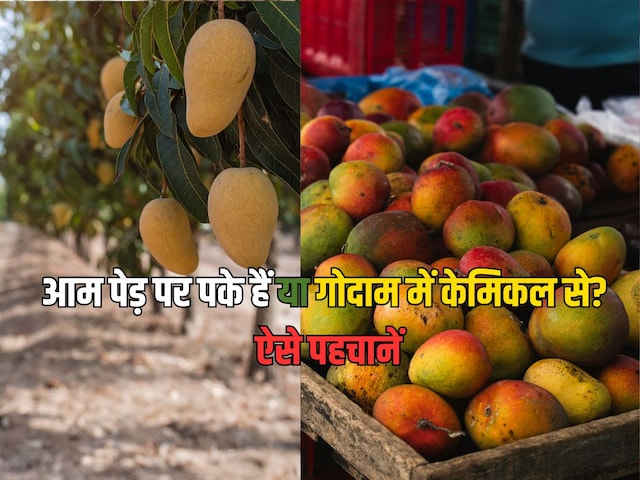 What's wrong with you? ऐसे करें नेचुरल पके आम की पहचान