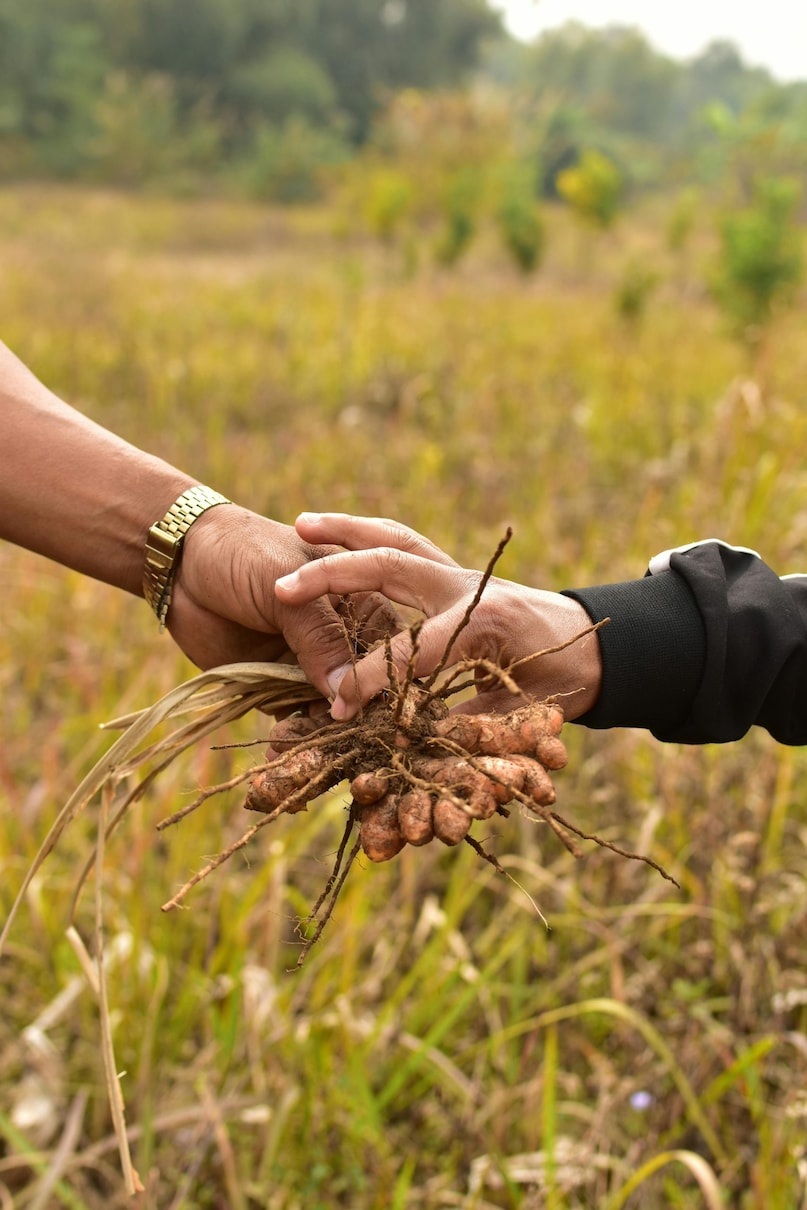 The title was not acquired overnight. It reflects decades of agriculture, trade and dominance in the spice industry. Erode has built its identity around turmeric, with extensive cultivation and one of the largest markets for the spice in the country. The Erode turmeric market is officially the second largest in India, after Nizamabad, highlighting its key role in India's turmeric trade.