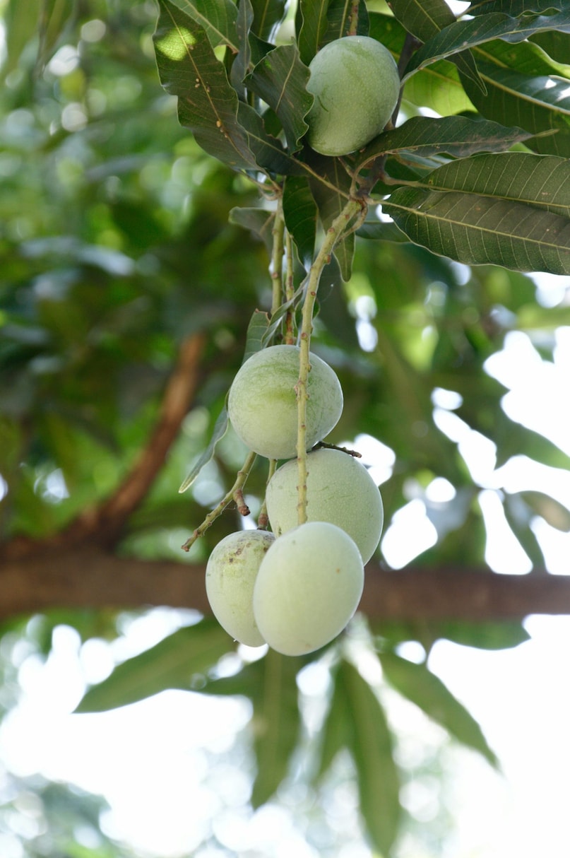 Kohitur: Once savoured in Mughal courts, this rare mango is now nearly lost. Its rich aroma and extreme scarcity make it a prized luxury, perfect for high-end buyers and export collectors. (Representative Image: Pexels)
