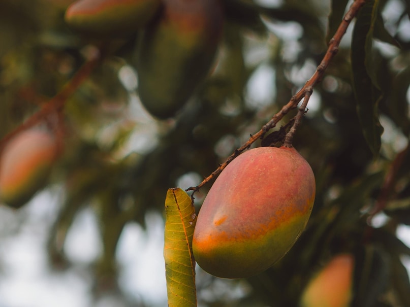 Lakshmanbhog: This West Bengal mango arrives just as most varieties fade. Its timing, size, and rich taste give farmers an edge to command better prices during peak summer supply dips. (Image: Pexels)
