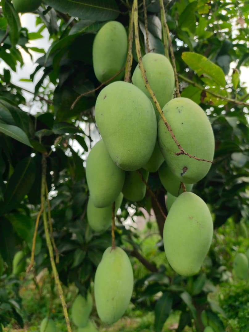 Noor Jahan: This mango from Madhya Pradesh stands out for its massive size. Its rarity and visual appeal drive viral attention, boasting farm visits and direct selling. (Representative Image: Pexels)