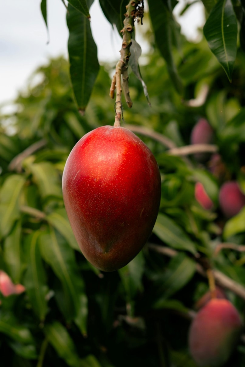 The mango weighs between 350-550 grams and is reputed for its unique sweetness and good sugar content. The smooth texture has no fibers. Its aromatic perfume enhances its royal appeal. (Image: Pexels)