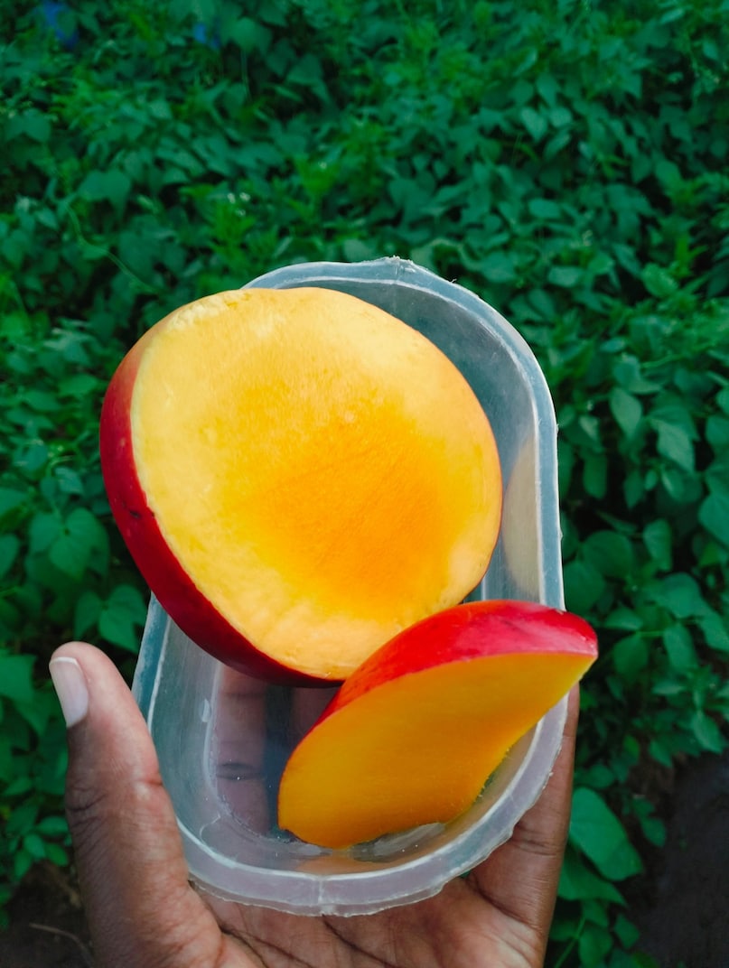 The Miyazaki mango continues to stand as a rare blend of luxury and nature’s perfection, making it one of the most coveted fruits in the world. (Image: Pexels)
