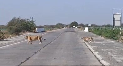 अमरेली में सड़क पर उतरी शेरनी! दिनदहाड़े सावकों संग रोड पर घूमती आई नजर, वायरल VIDEO से मची दहशत