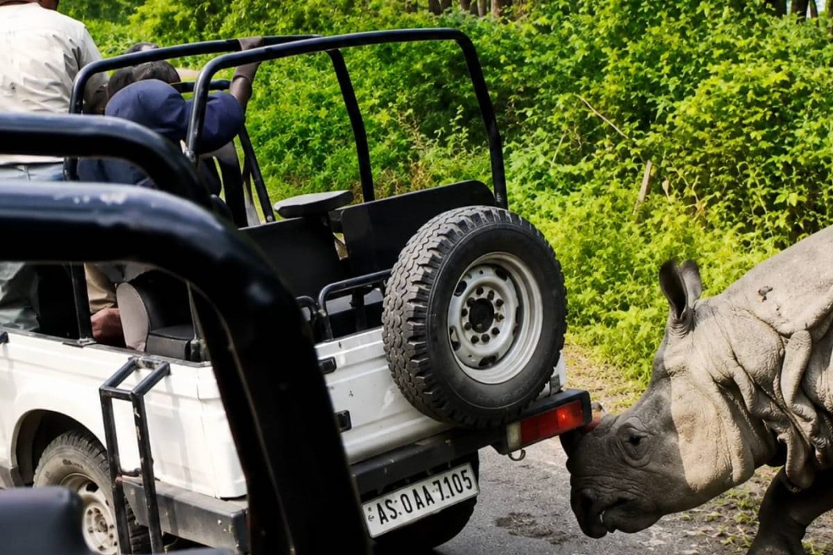 Rhino Attack: लोग जंगल सफारी का उठा रहे थे लुत्फ, तभी गुस्साए गैंडे ने सींग पर उठा दी जीप