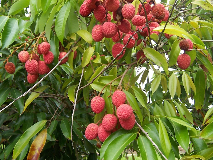 If you want to taste the real taste of litchi, then you must taste real litchi in Bihar. This is why this city has a special place in the world of lychees "The capital of Litchi" known as. If you want to taste the real taste of litchi, then you must taste real litchi in Bihar. This is why this city has a special place in the world of lychees "The capital of Litchi" known as.