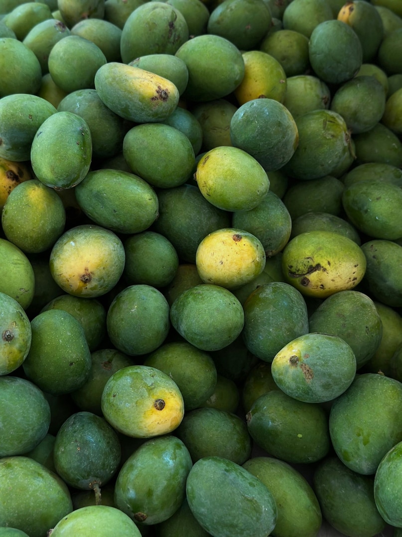 Special Identity of Konkan Region: Apart from Ratnagiri, other parts of Konkan region like Deogarh, Sindhudurg and Raigarh are also famous for Alphonso mangoes. But Ratnagiri has the distinction of being the most popular and distinguished center for these mangoes. The local soil there and the humid air from the sea enhance the taste of these mangoes even more. Special Identity of Konkan Region: Apart from Ratnagiri, other parts of Konkan region like Deogarh, Sindhudurg and Raigarh are also famous for Alphonso mangoes. But Ratnagiri has the distinction of being the most popular and distinguished center for these mangoes. The local soil there and the humid air from the sea enhance the taste of these mangoes even more.