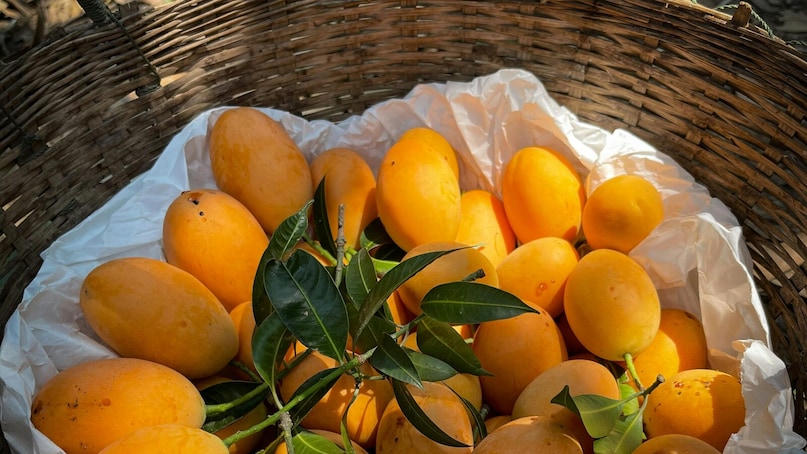 Ratnagiri in Maharashtra is the most famous place for Alphonso mangoes. This is why it is often "Ratnagiri Habus" It is also called. Ratnagiri, located in the Konkan region of Maharashtra, is an excellent place to grow Alphonso mangoes due to its special climate, red soil and marine environment. Ratnagiri in Maharashtra is the most famous place for Alphonso mangoes. This is why it is often "Ratnagiri Habus" It is also called. Ratnagiri, located in the Konkan region of Maharashtra, is an excellent place to grow Alphonso mangoes due to its special climate, red soil and marine environment.