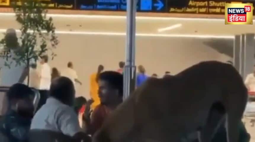 हैदराबाद एयरपोर्ट: पैसेंजर लाउंज में घुसा ऐसा 'मेहमान', दहशत में आ गए पैसेंजर्स
