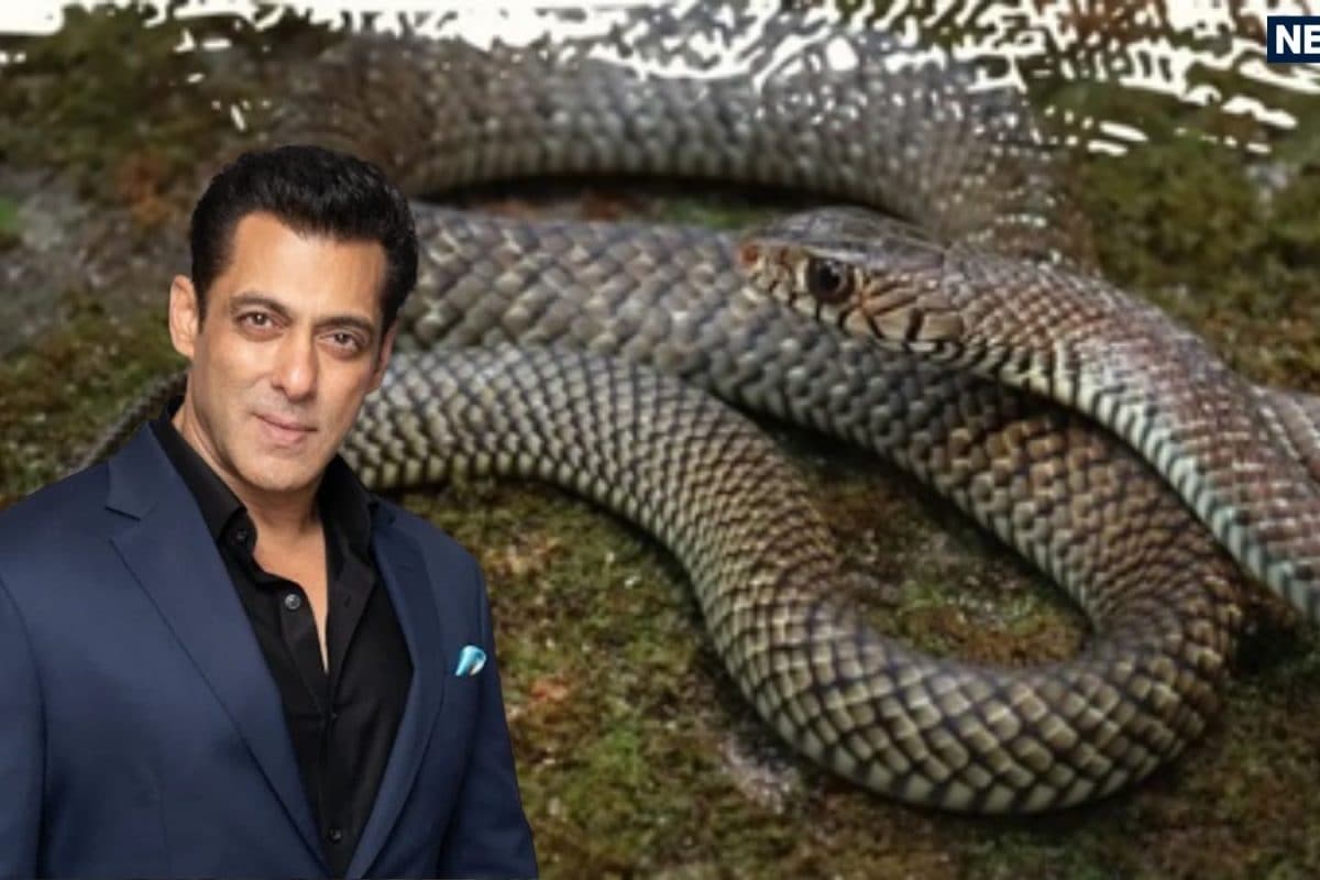सलमान खान के गैलेक्सी अपार्टमेंट में मिला 5 फुट लंबा 'किसानों का मित्र', जानें धामन सांप को क्यों कहते हैं 'घोड़ा पछाड़'?
