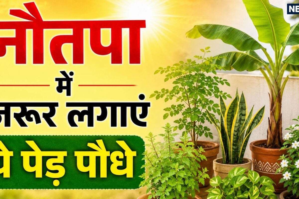 नौतपा में इन पेड़-पौधों का लगाना माना जाता है बेहद शुभ, घर को रखेंगे ठंडा और लाएंगे सुख-समृद्धि