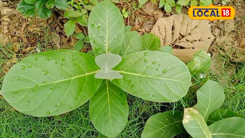 हेल्थ हेल्थ