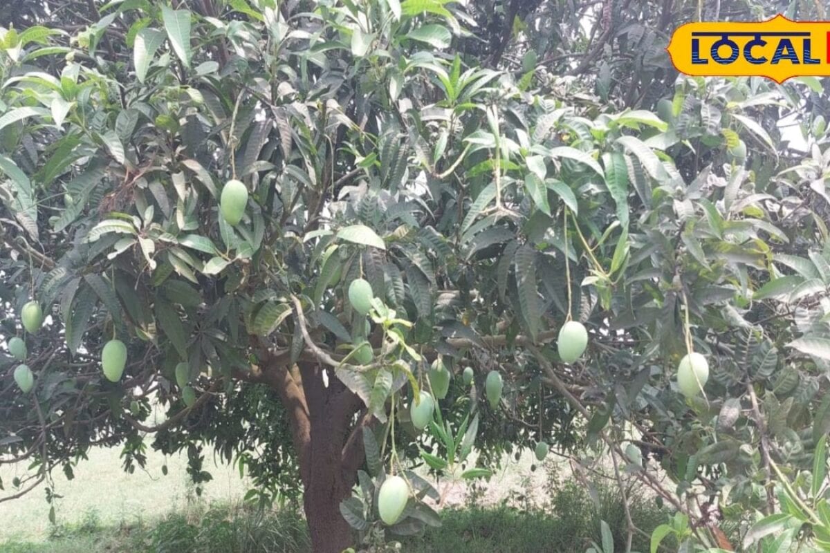 आम फटने से कैसे बचाएं?, विशेषज्ञ ने बताए सिंचाई और स्प्रे के सही तरीके