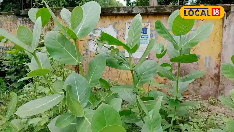 हेल्थ हेल्थ