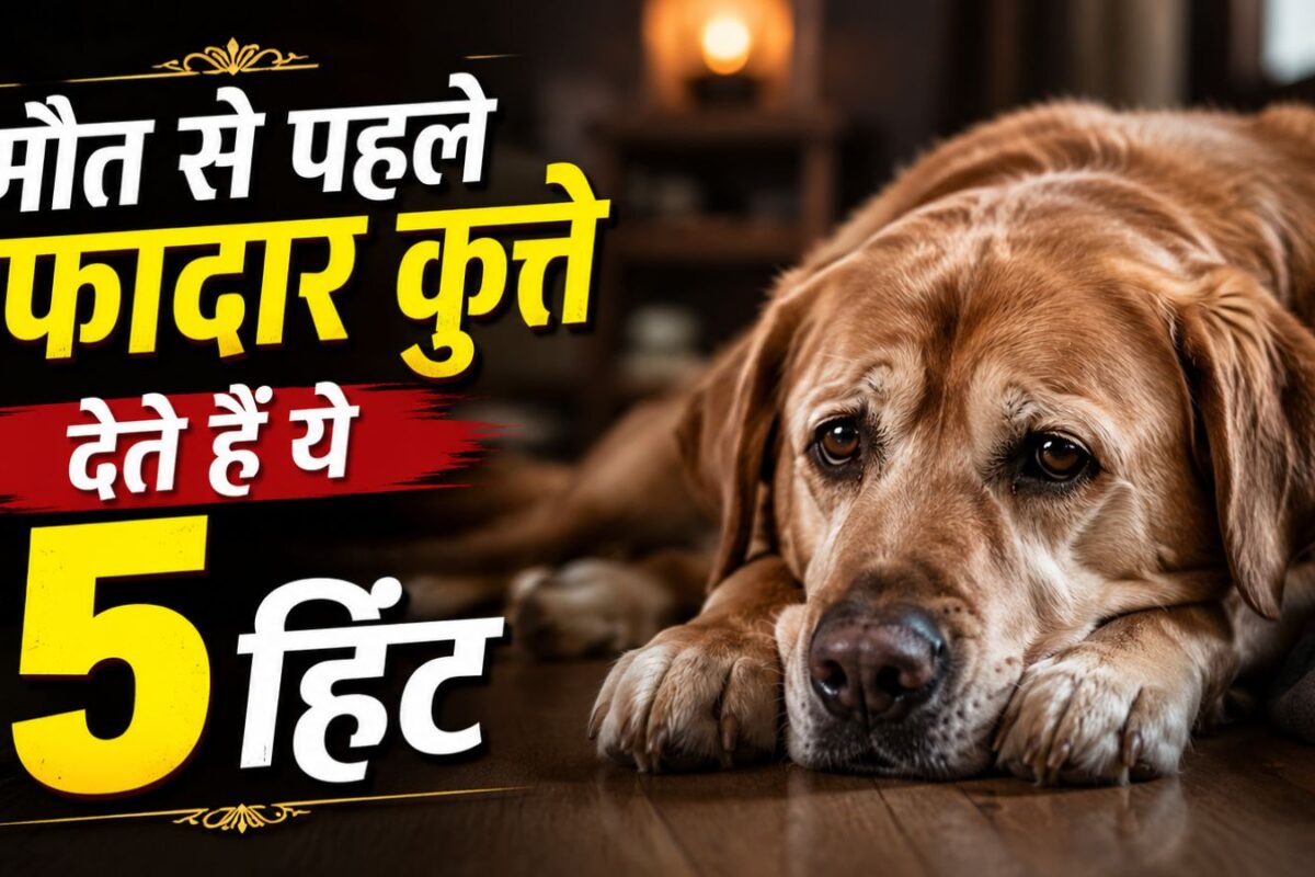 मौत से पहले कुत्ता मालिक को देते हैं ये 5 संकेत, आखिरी दिन होती है ऐसी हलचलें कि पसीज जाएगा कलेजा