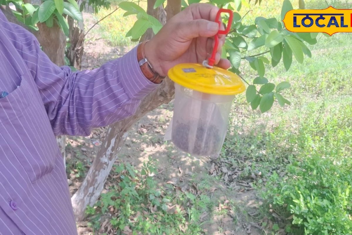 खाली बोतल से बनाएं फ्रूट फ्लाई ट्रैप, फल छेदक कीटों से ऐसे बचाएं फसल