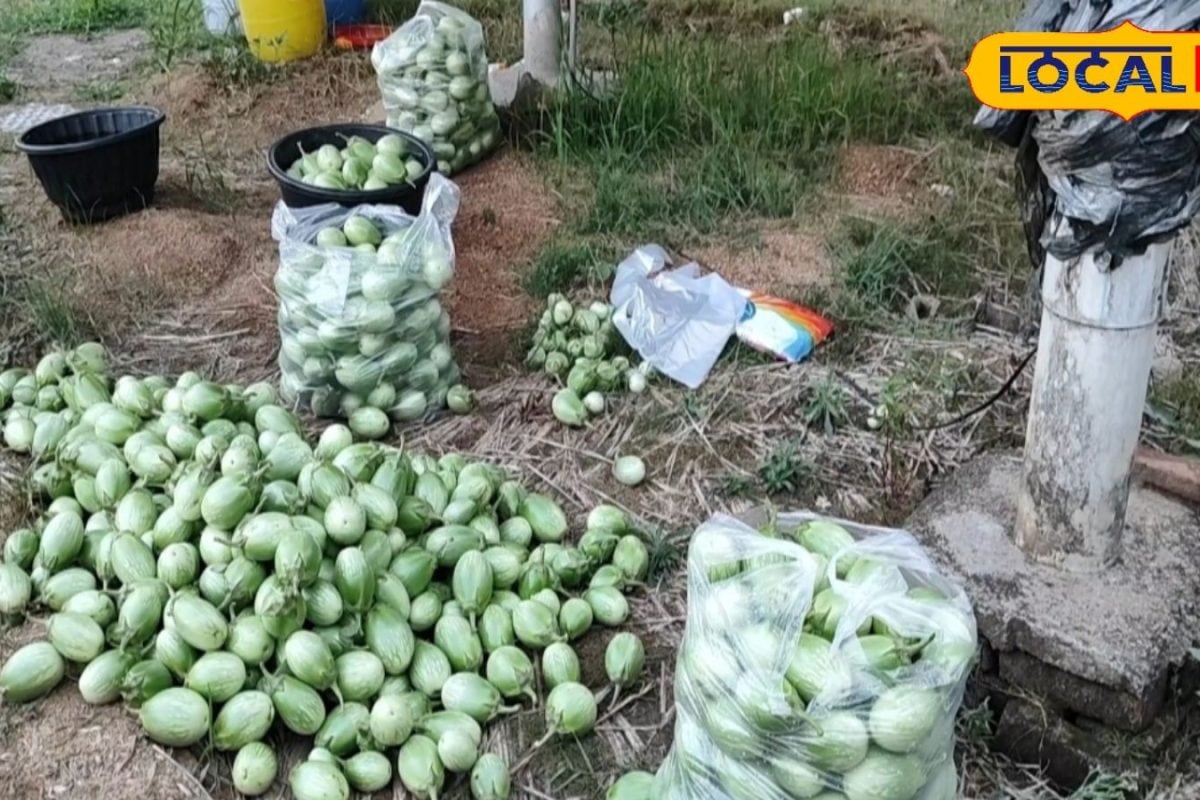 बैंगन की खेती से हर महीने हो रही कमाई, किसान ने बताए सफलता के खास टिप्स