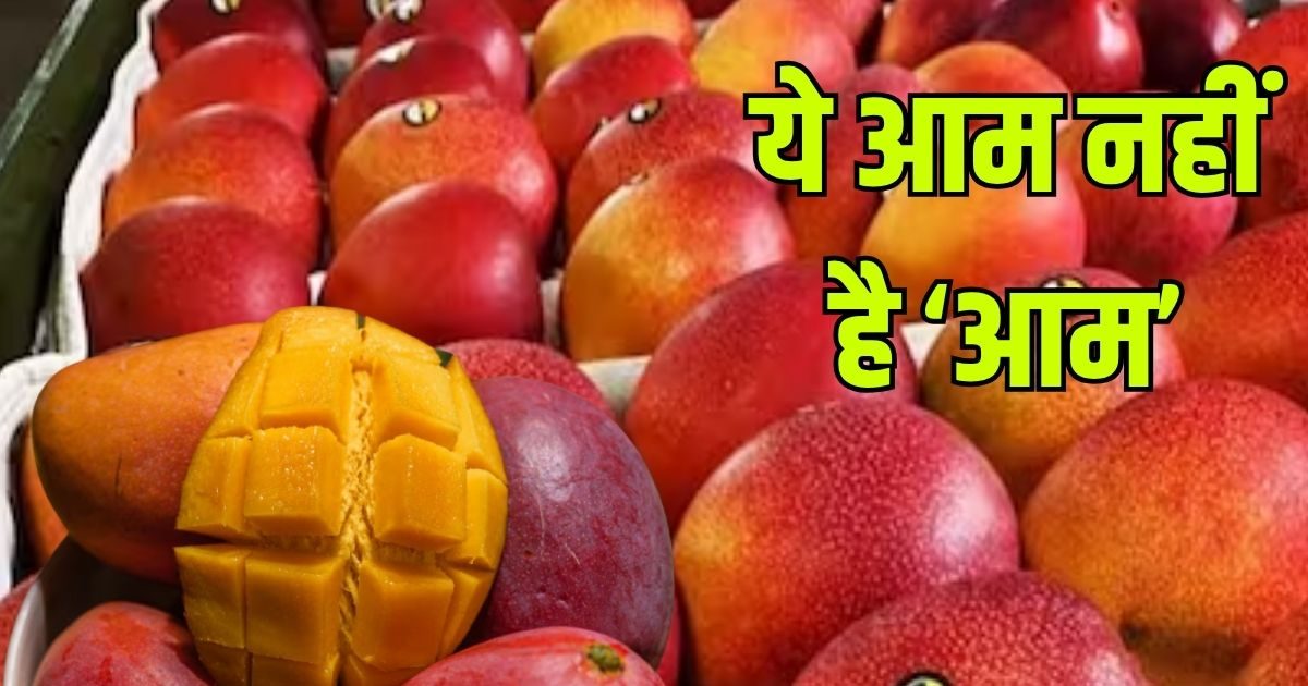 दुनिया का सबसे महंगा मैंगो, 1 किलो खरीदने में कंगाल हो जाए आम आदमी, जानें खासियत