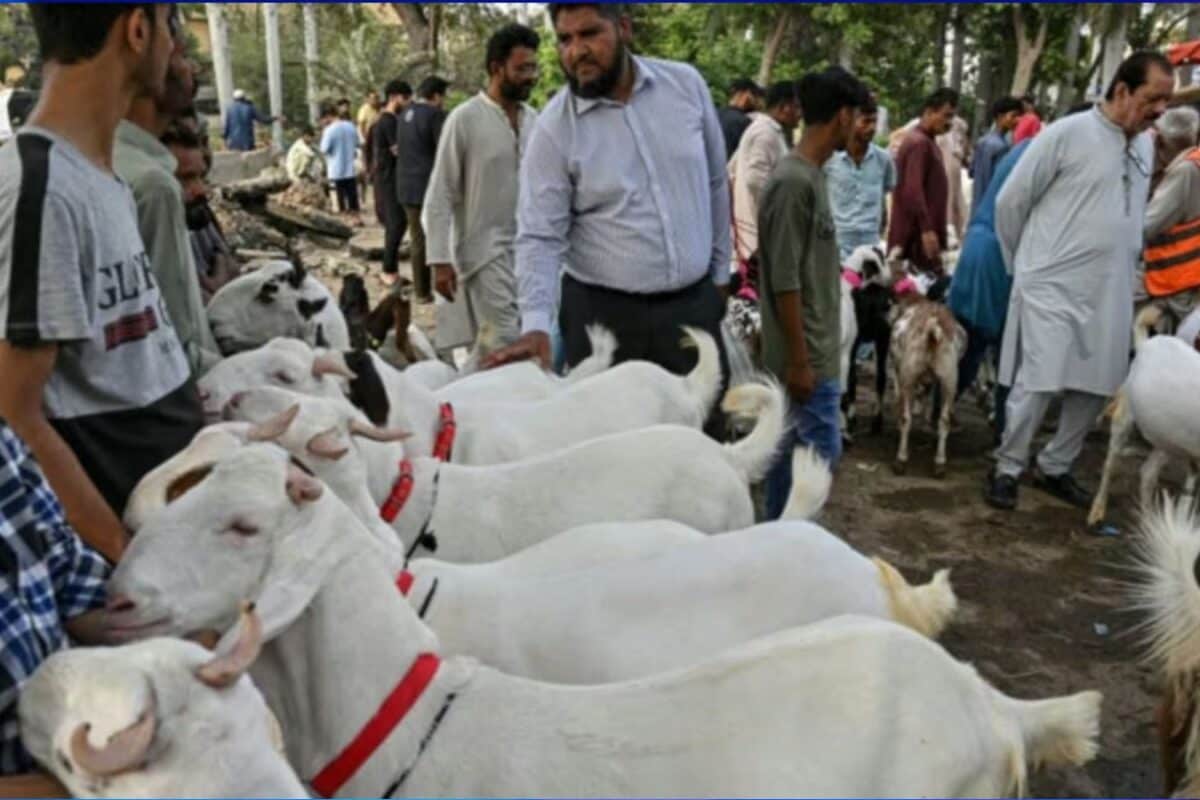 बकरीद पर मौके पर पाकिस्तान में कांगो फीवर का अलर्ट, लगाई गईं पाबंदियां