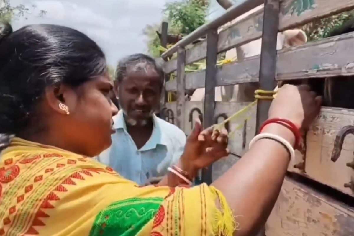 गाय का बर्थसर्टिफ‍िकेट दिखाओ...बंगाल की नई नवेली बीजेपी व‍िधायक के बयान पर बवाल, टीएमसी ने घेरा